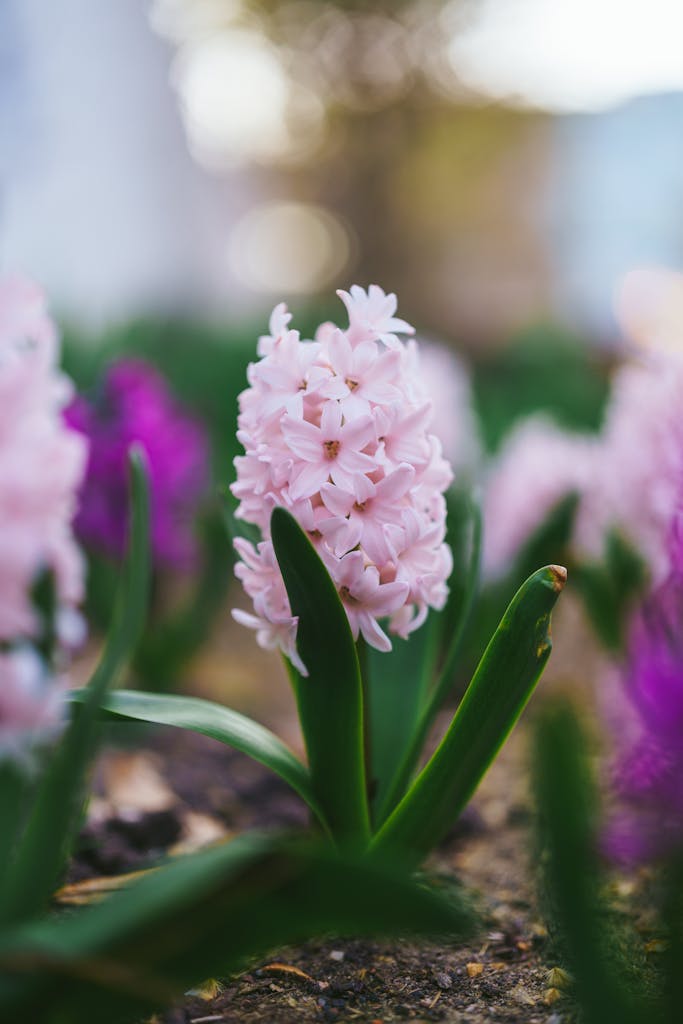A vivid close-up of pink hyacinth flowers blooming, capturing the essence of spring.