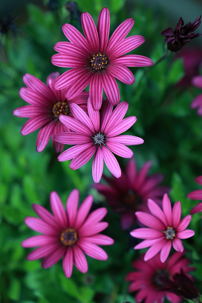 Close-up of vibrant pink daisies showcasing their beauty with lush green foliage background.