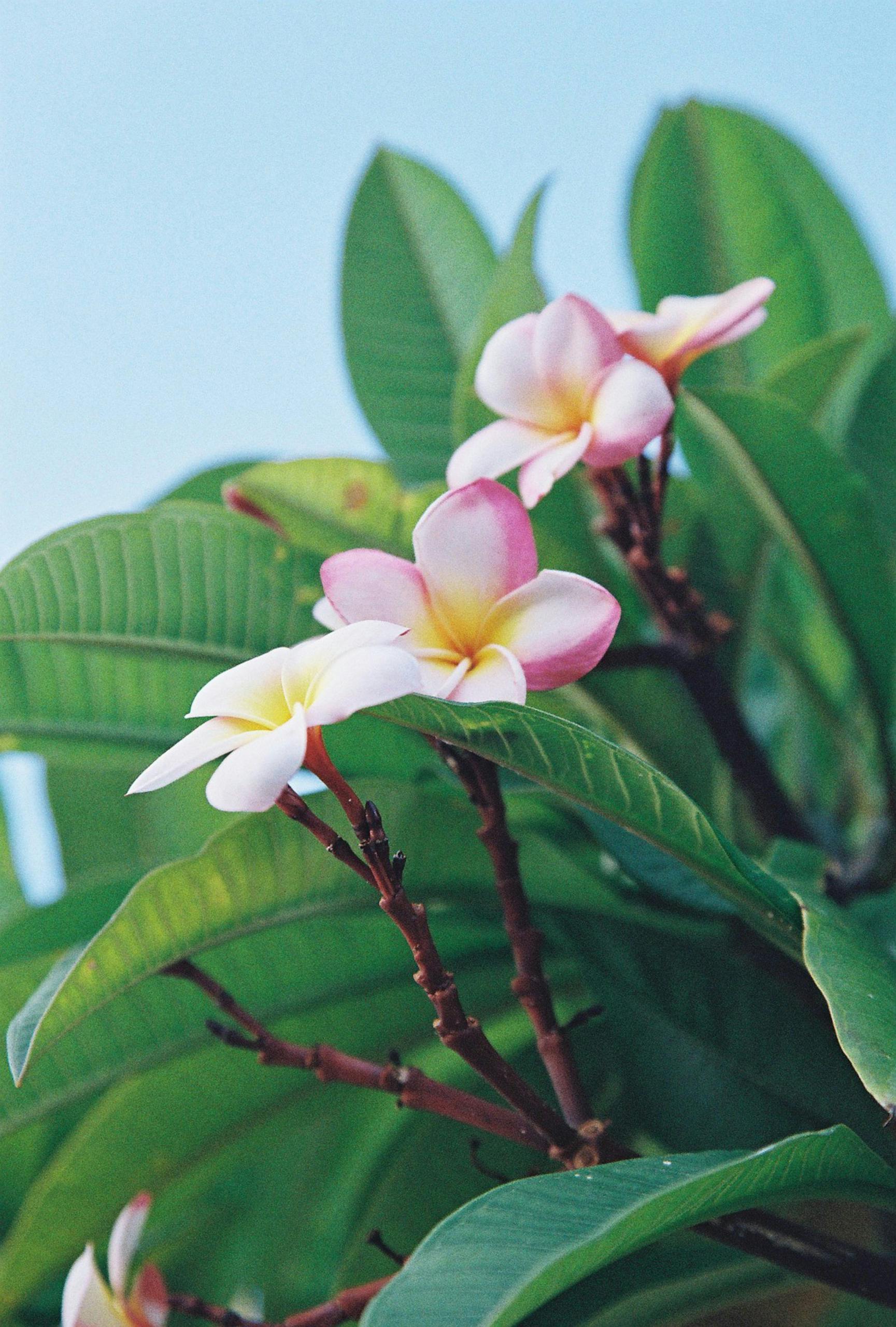 Close-up of vibrant plumeria flowers with green leaves and a clear blue sky backdrop.