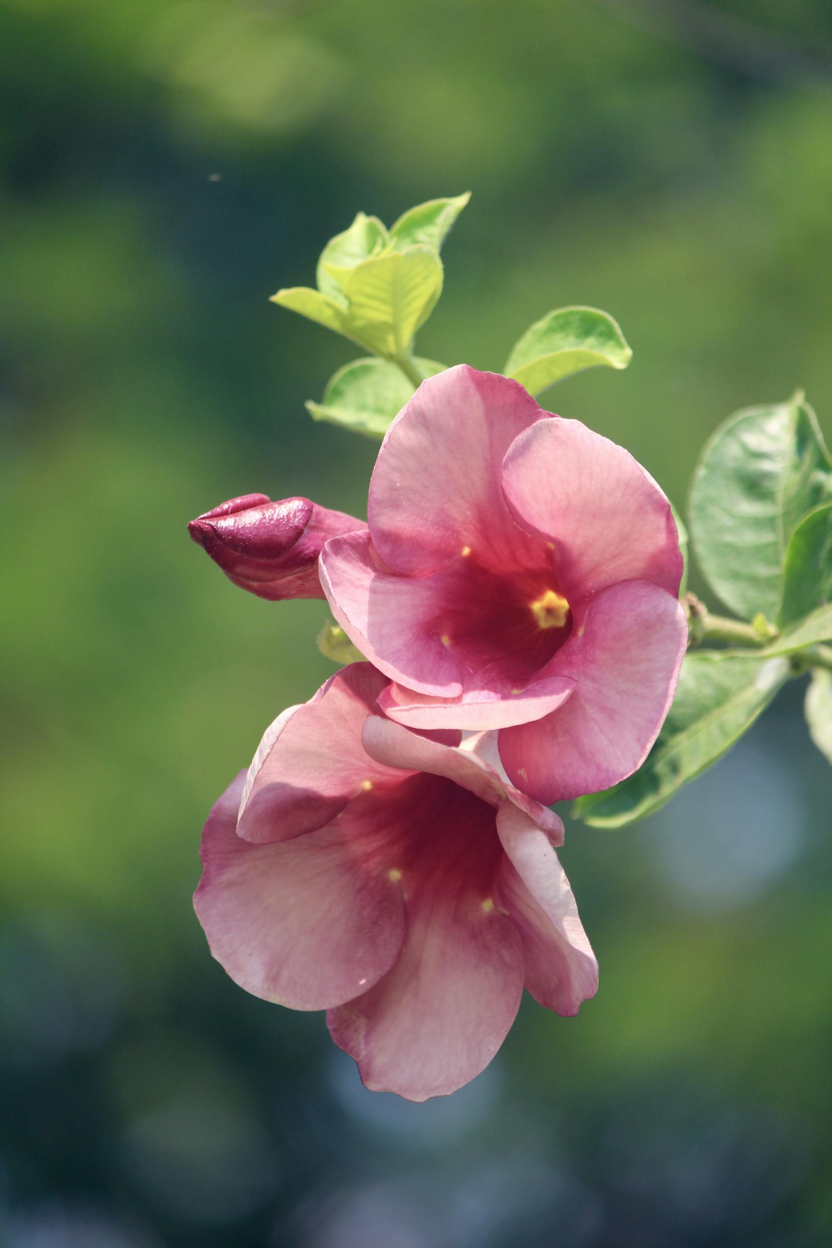 Free stock photo of allamanda blanchetii